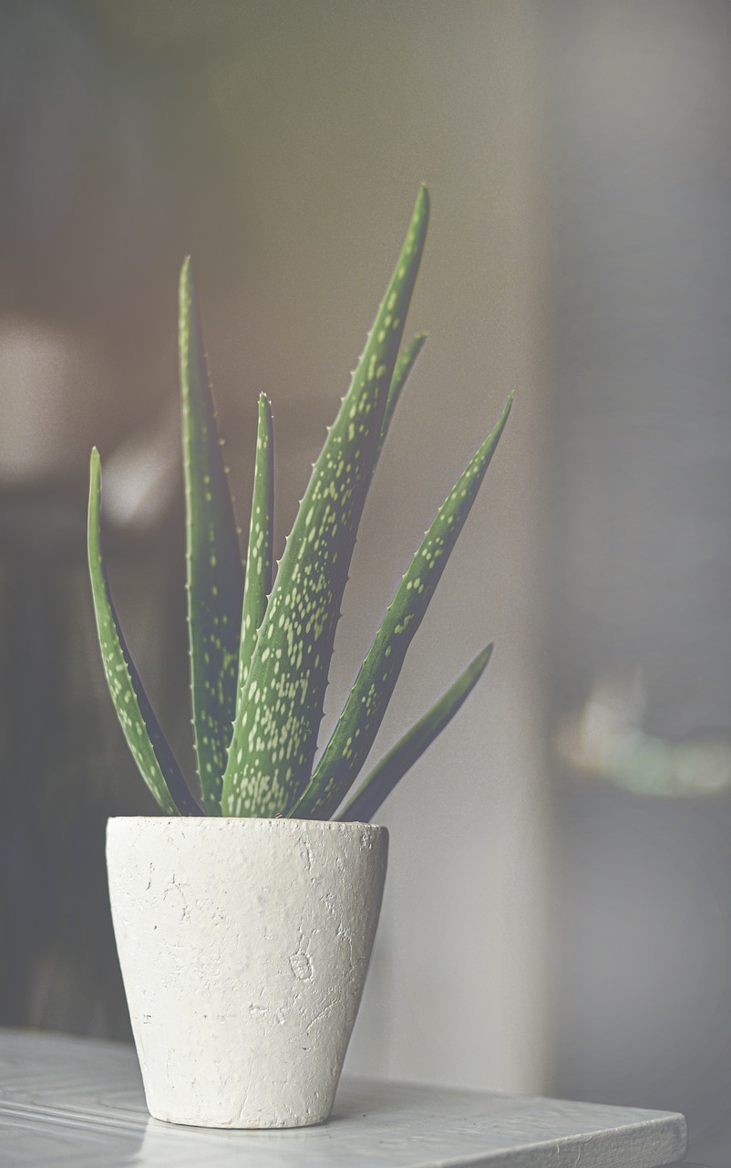 ALOE VERA: Nature’s Miracle Healer