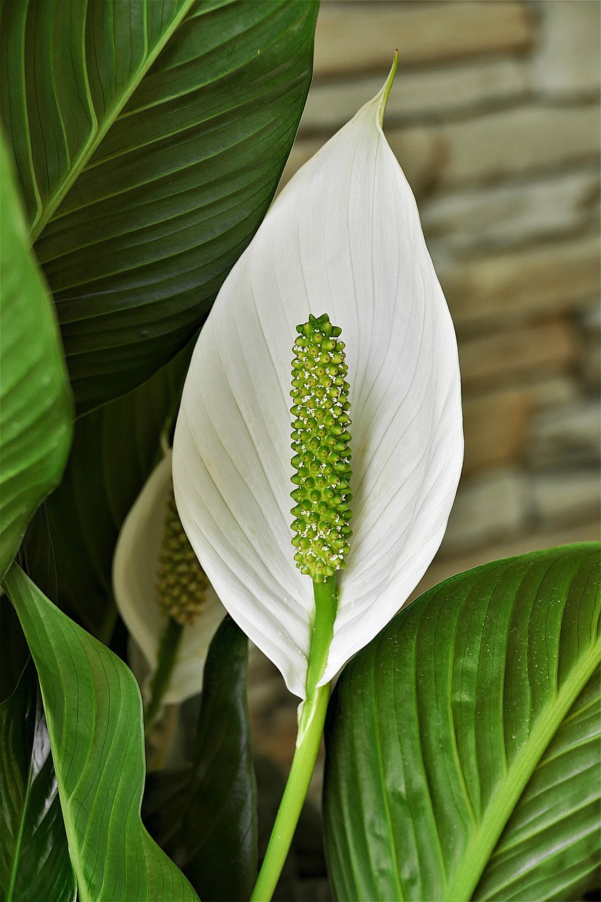 spathiphyllum, peace lily, white, nature, cusps, bract, leaf flag, plant, peace lily, peace lily, peace lily, peace lily, peace lily