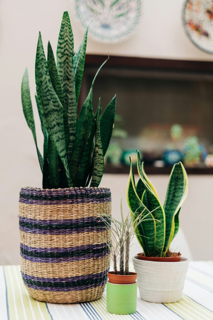 gabriella-clare-marino-fWPyYuOq08g-unsplash Snake Plant
