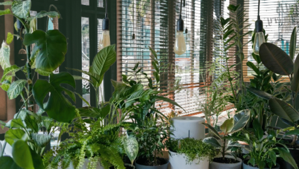 Different varieties Indoor plants
