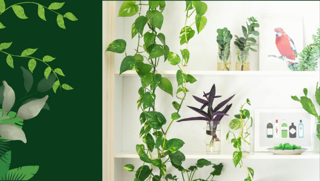 Displaying indoor plants