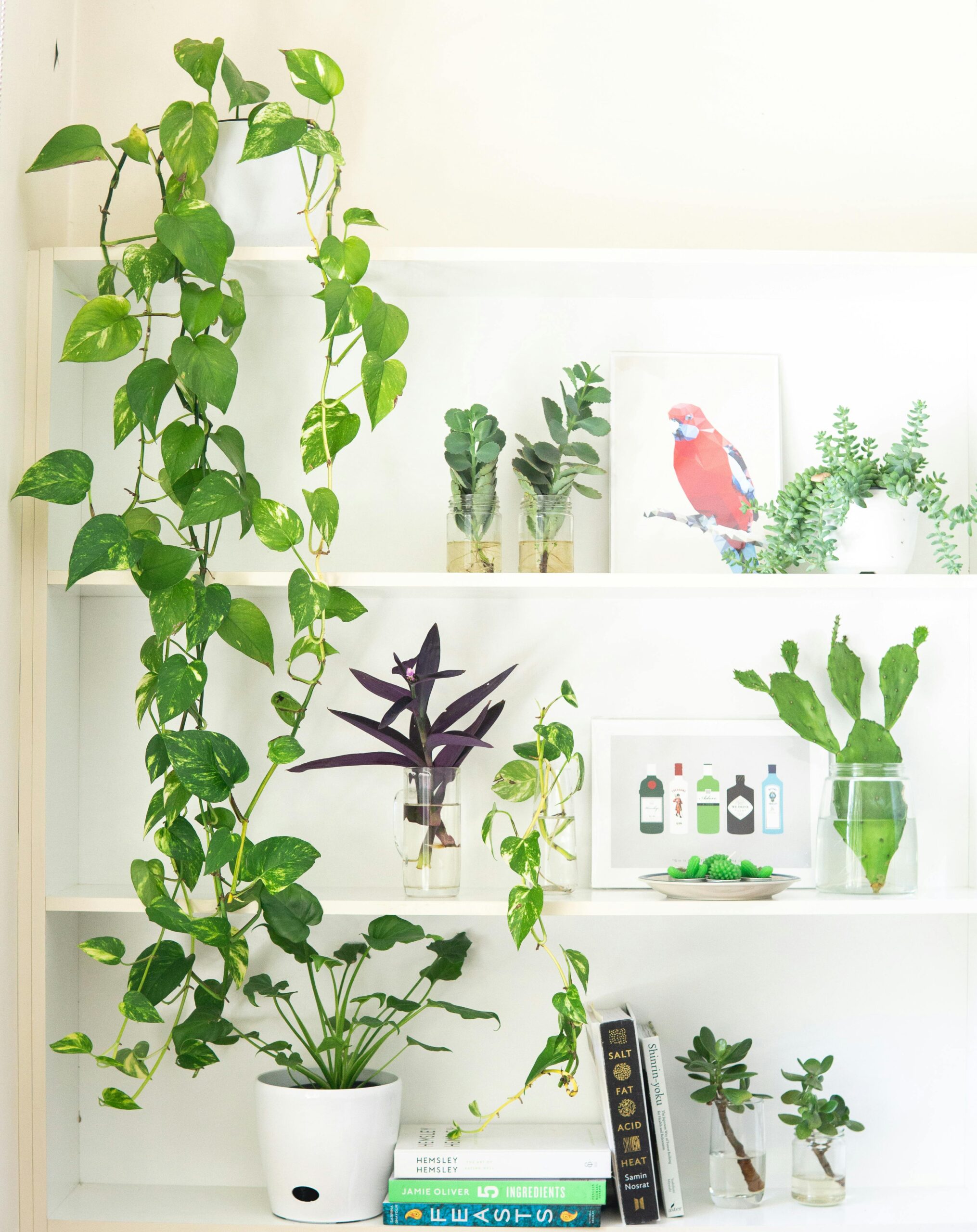 A well-styled indoor shelf featuring a variety of houseplants and framed artwork.