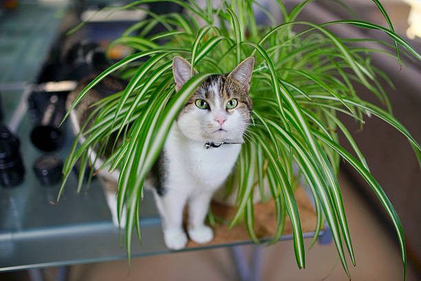 Spider Plant Magic: Unlock its Secrets