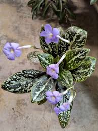 Vietnam Violet: An Endangered Specie