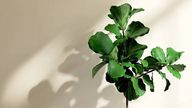 fiddle leaf fig