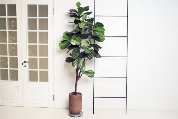 fiddle leaf