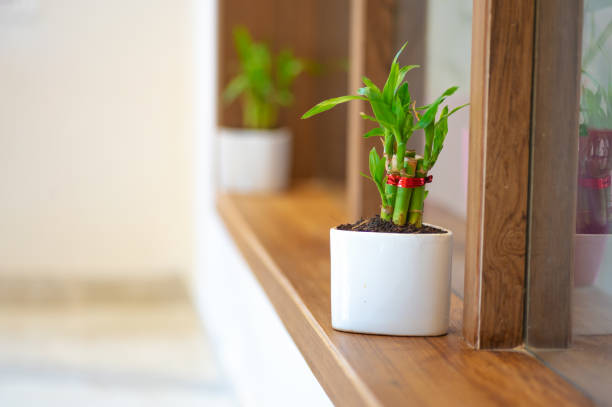 lucky bamboo
