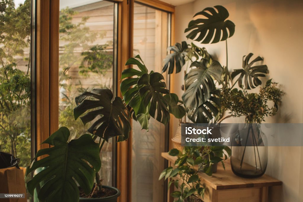 The Monstera Plant Handbook