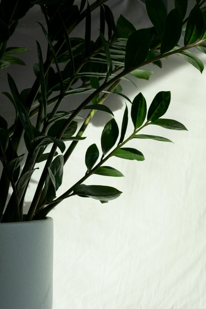 nicolas-solerieu-R6JrgqnlgRE-unsplash (1)