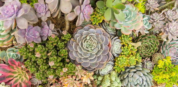 The Ultimate Guide to Succulents