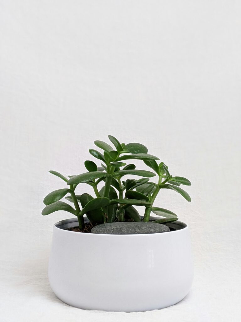 Jade Plant