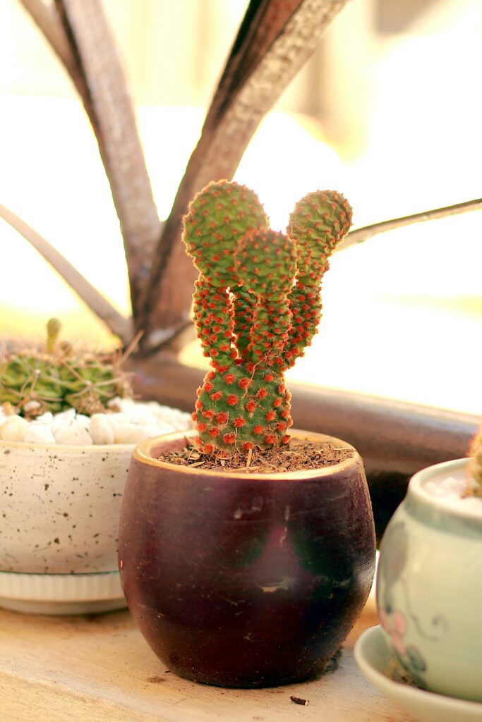 antonio-castellano-3RKtLN_faU0-unsplash Bunny Ear cacti