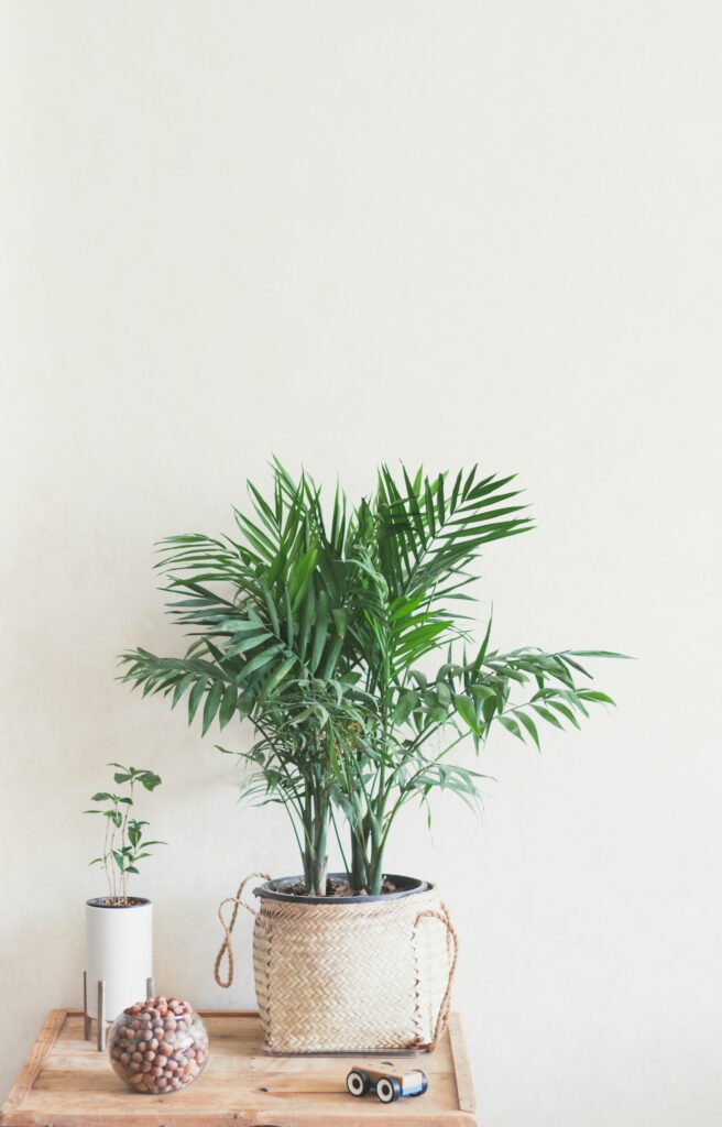 Areca palm
