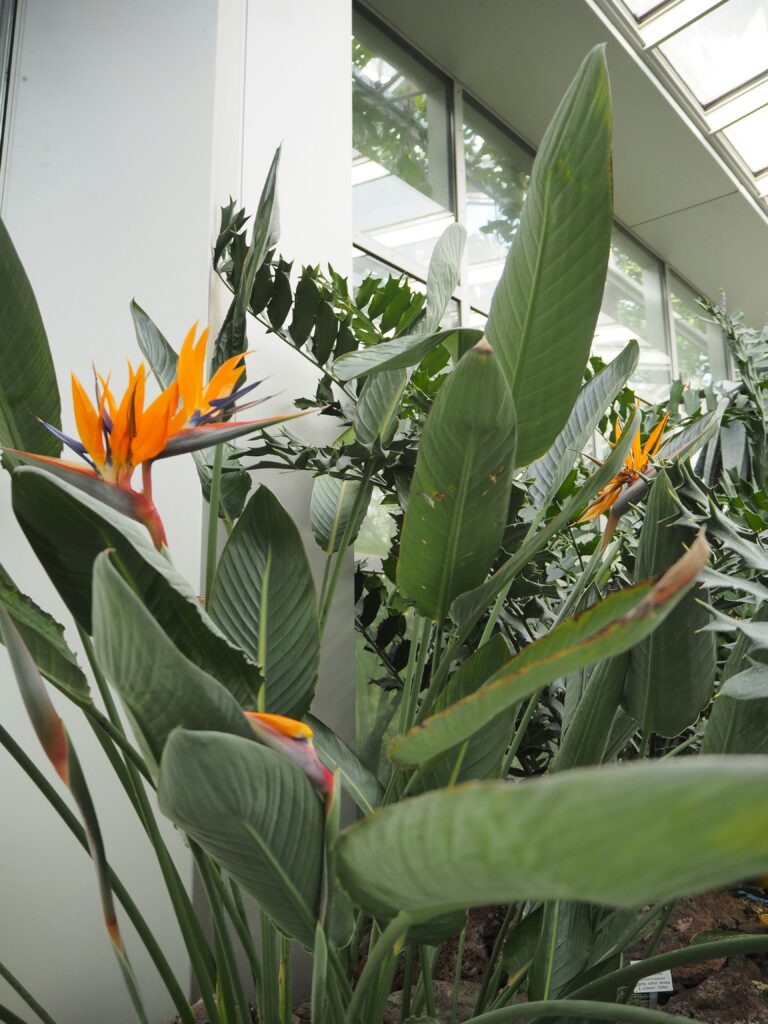 Bird of Paradise