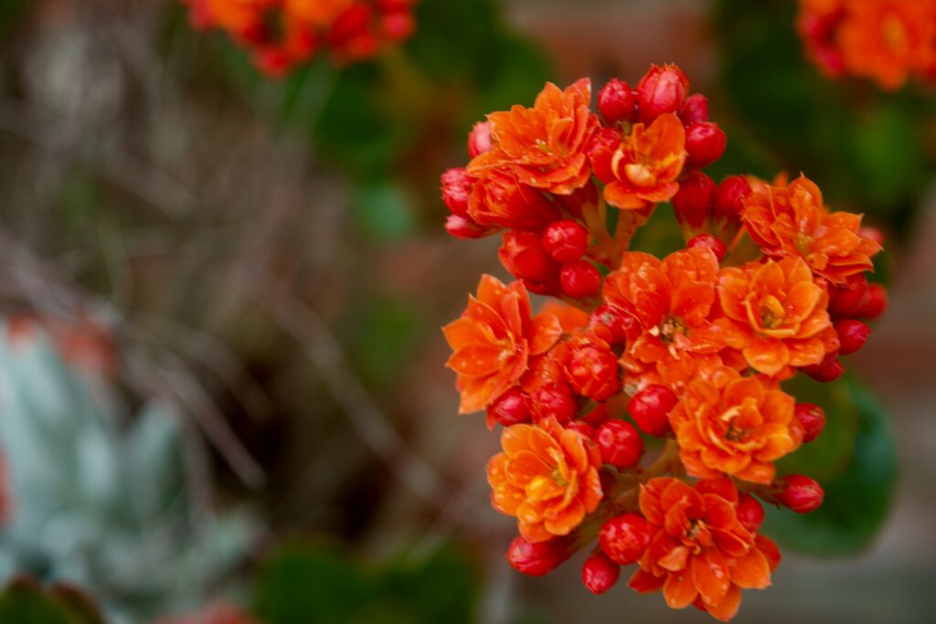 betty-miyashiro-KqTQupGDy4U-unsplash Kalanchoe