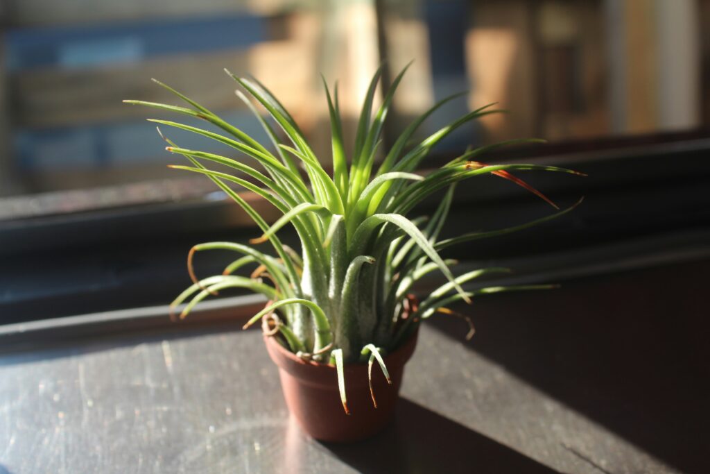 chen-yij-lOTEL9Vfz7k-unsplash Air Plant