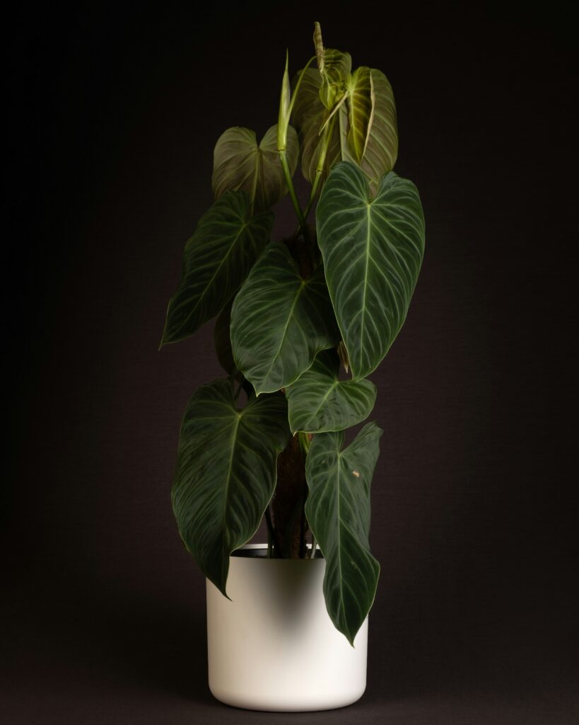 feey-FW7SowmxQNc-unsplash