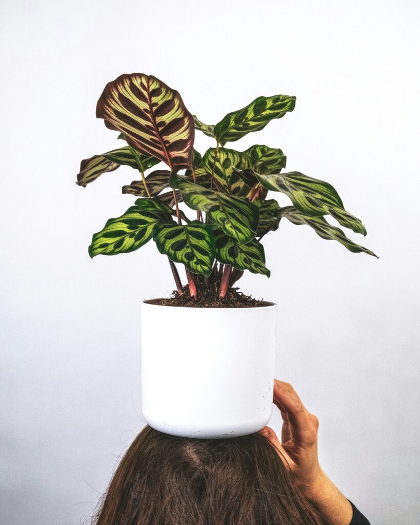 feey-rGdSwVibhiQ-unsplash Calathea
