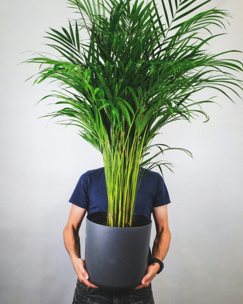 Bamboo palm