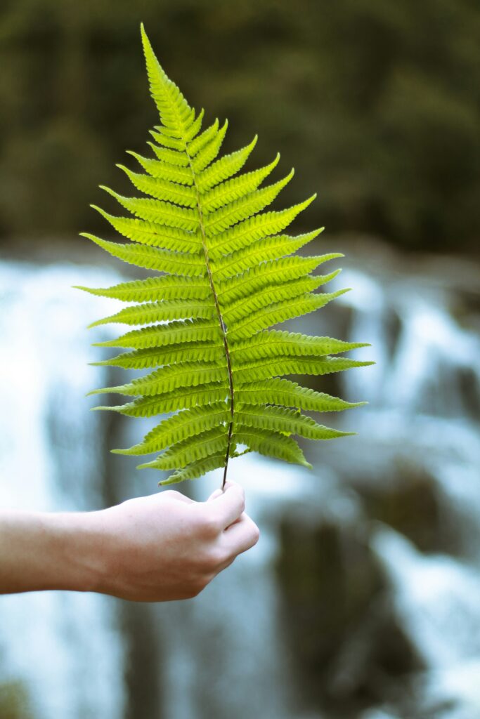 FERN