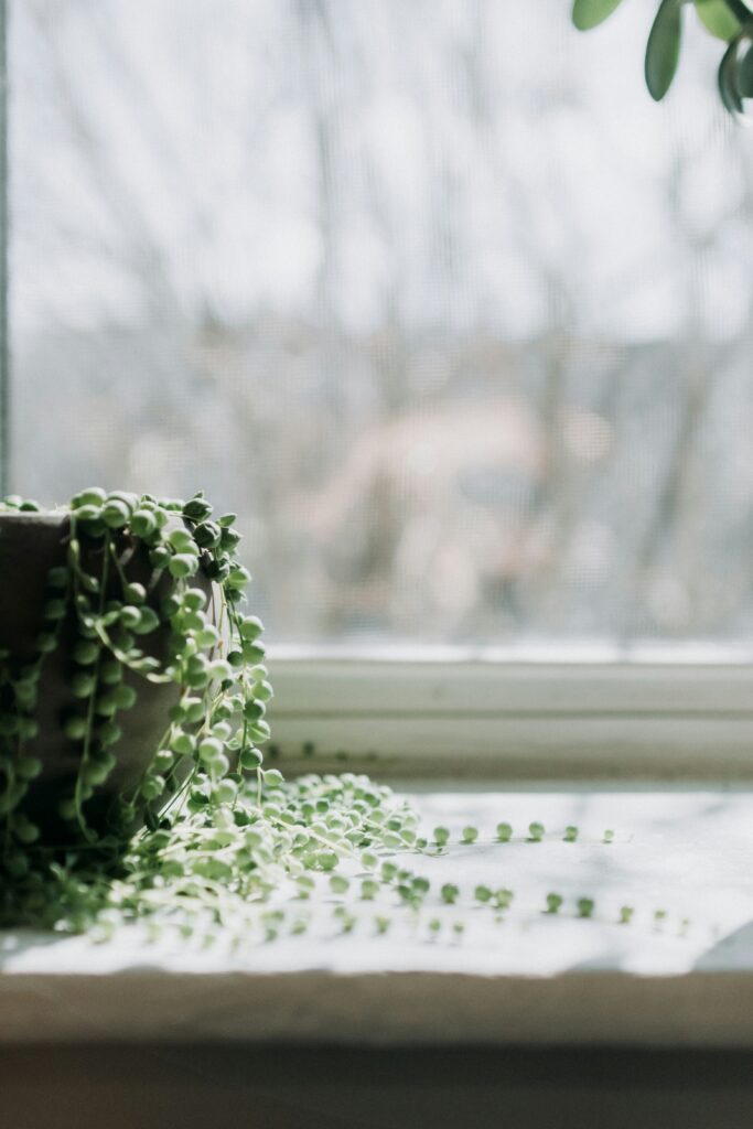 kelly-sikkema-8-wILpeFkPE-unsplash String of Pearls