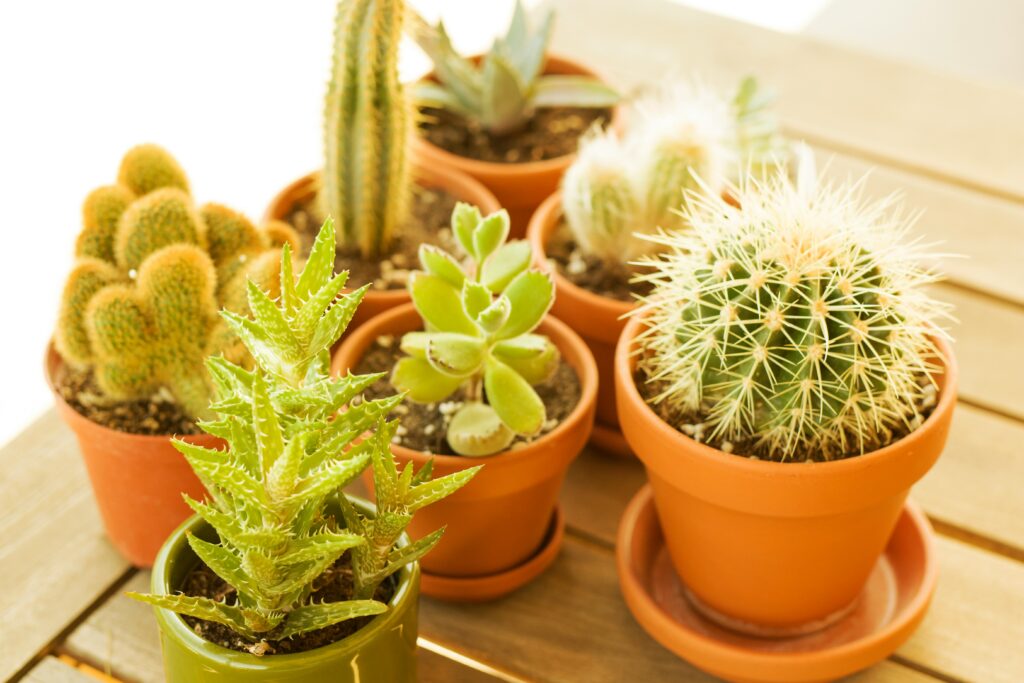 Types of Cacti