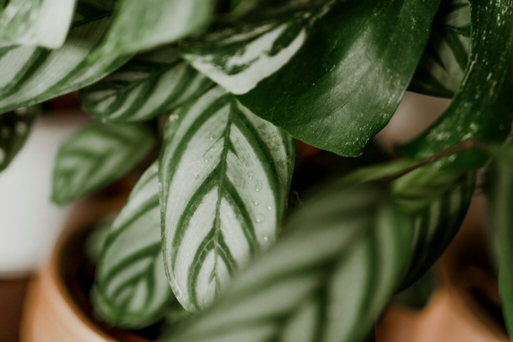 magali-merzougui-ioomxAPXQxo-unsplash Calathea