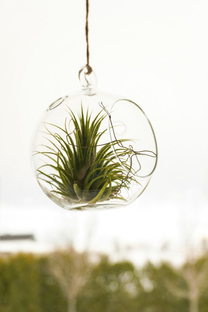 Air Plants