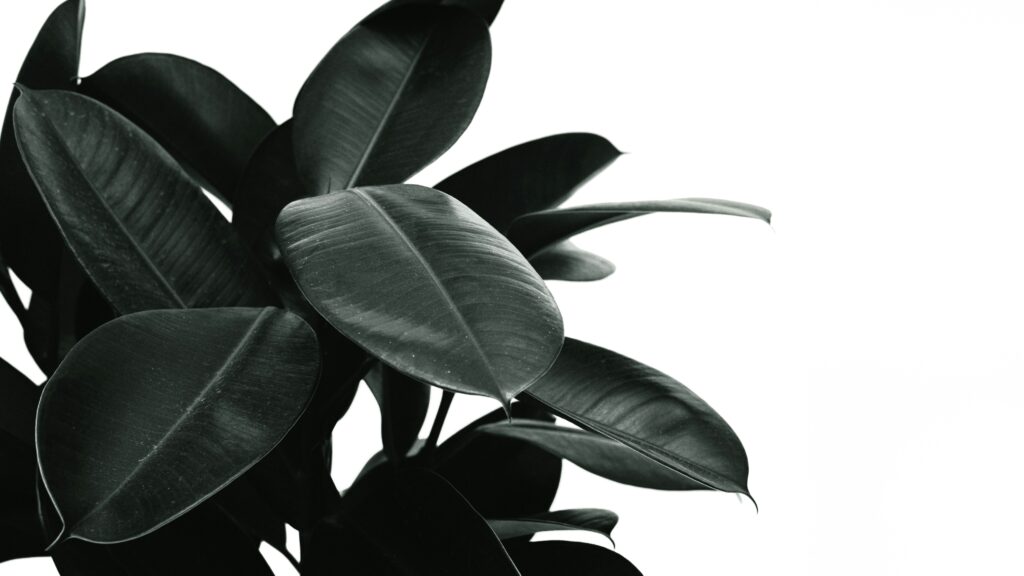 scott-webb-Bot9Q5sgTEc-unsplash Rubber Plant