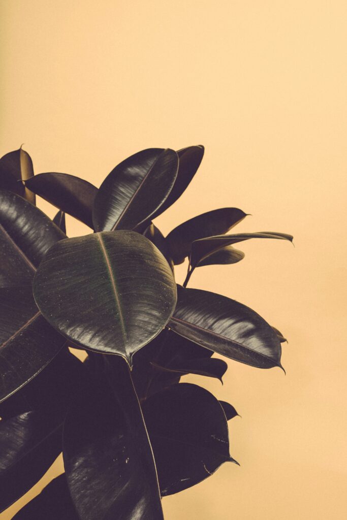 scott-webb-KpuWtiszFQw-unsplash