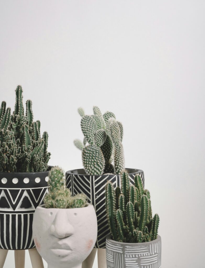 scott-webb-gilWd4lo9tk-unsplash Different types of cacti