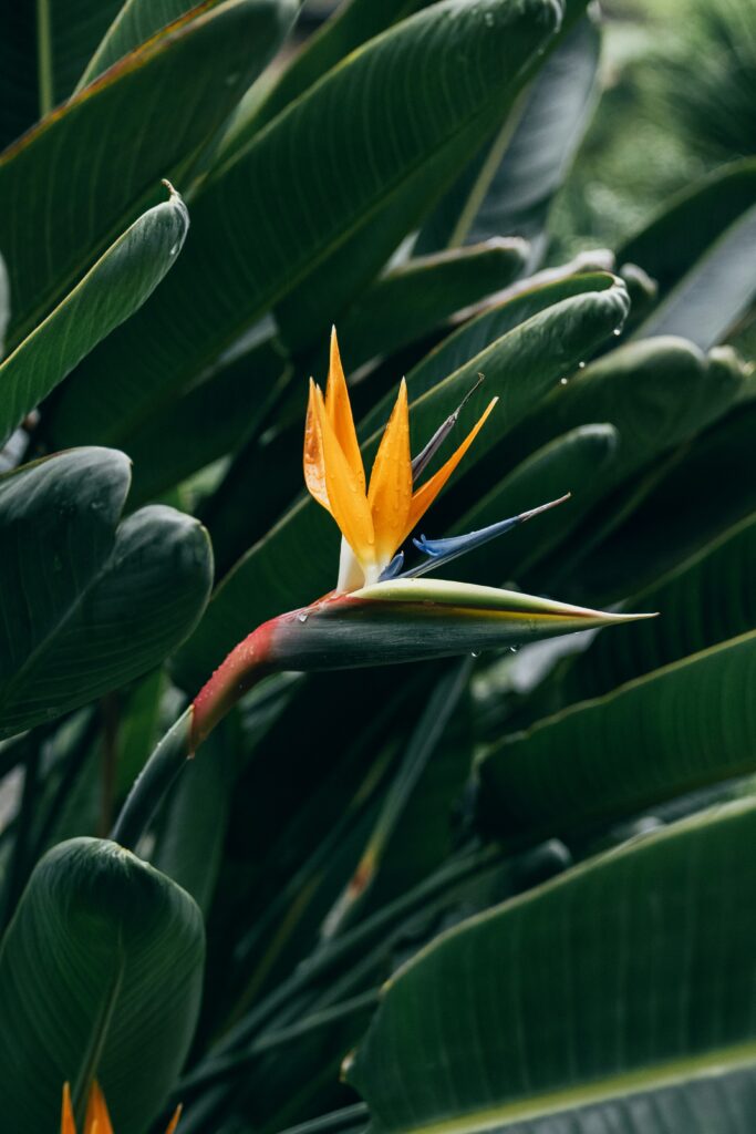 thimo-van-leeuwen-a4PRSLVQpEc-unsplash Bird of Paradise