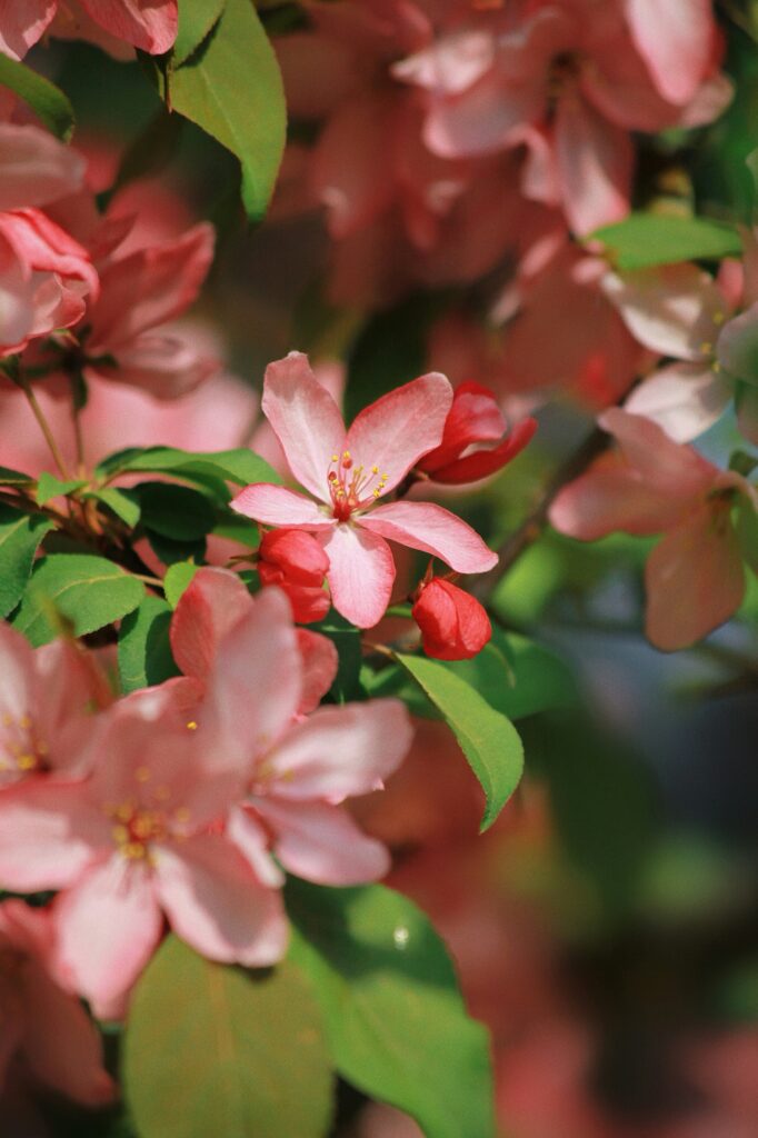 Begonia