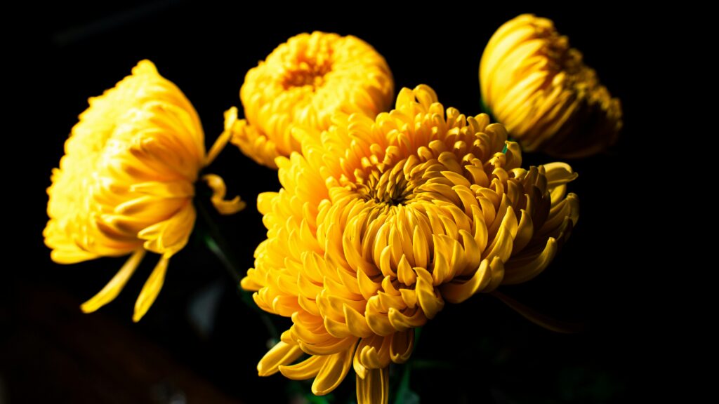 yang-yu-RHjqD23qfHs-unsplash Yellow Chrysanthemum