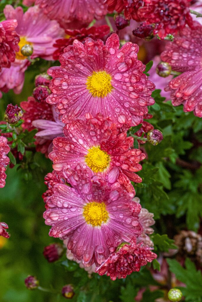 yoksel-zok-DhHM9G1JQ-M-unsplash Pink Chrysanthemum