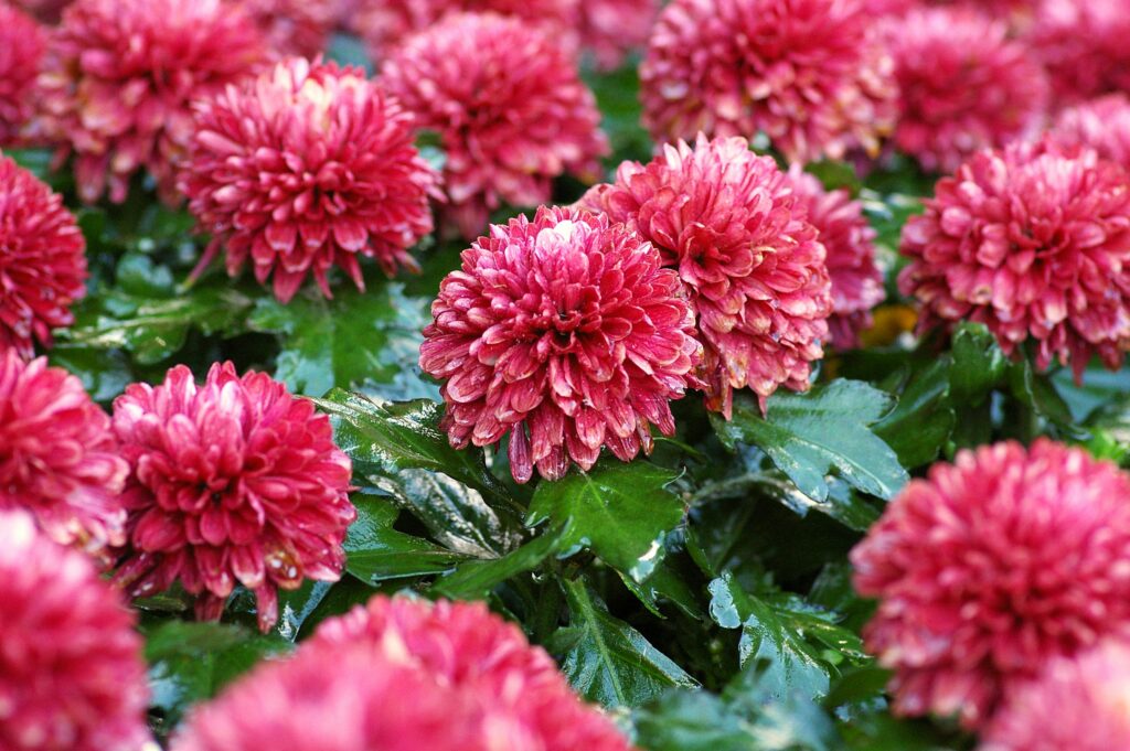 Chrysanthemum