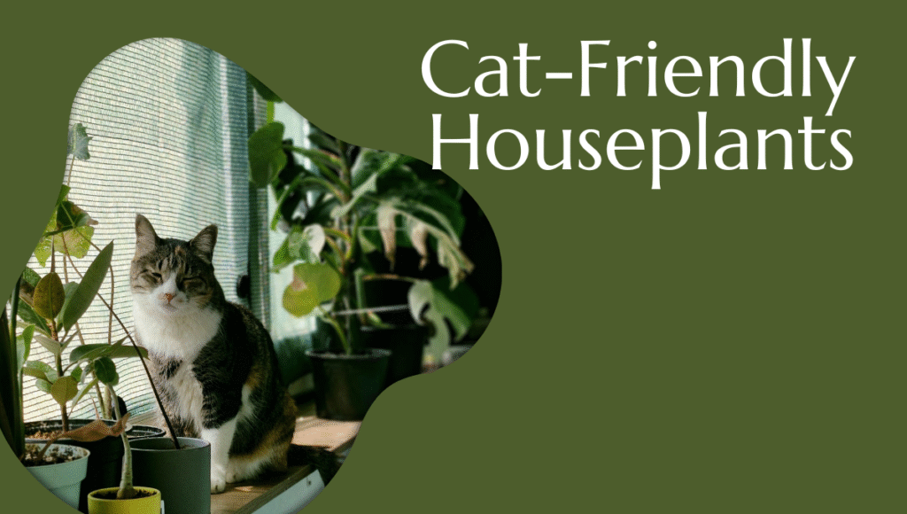 Cat-Friendly Houseplants