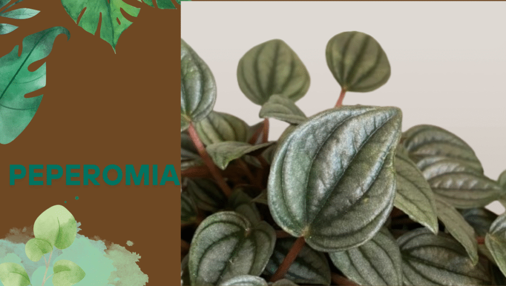 Peperomia