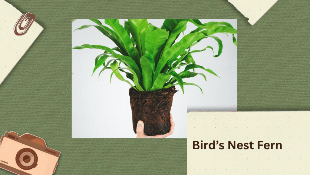 Bird's Nest Fern