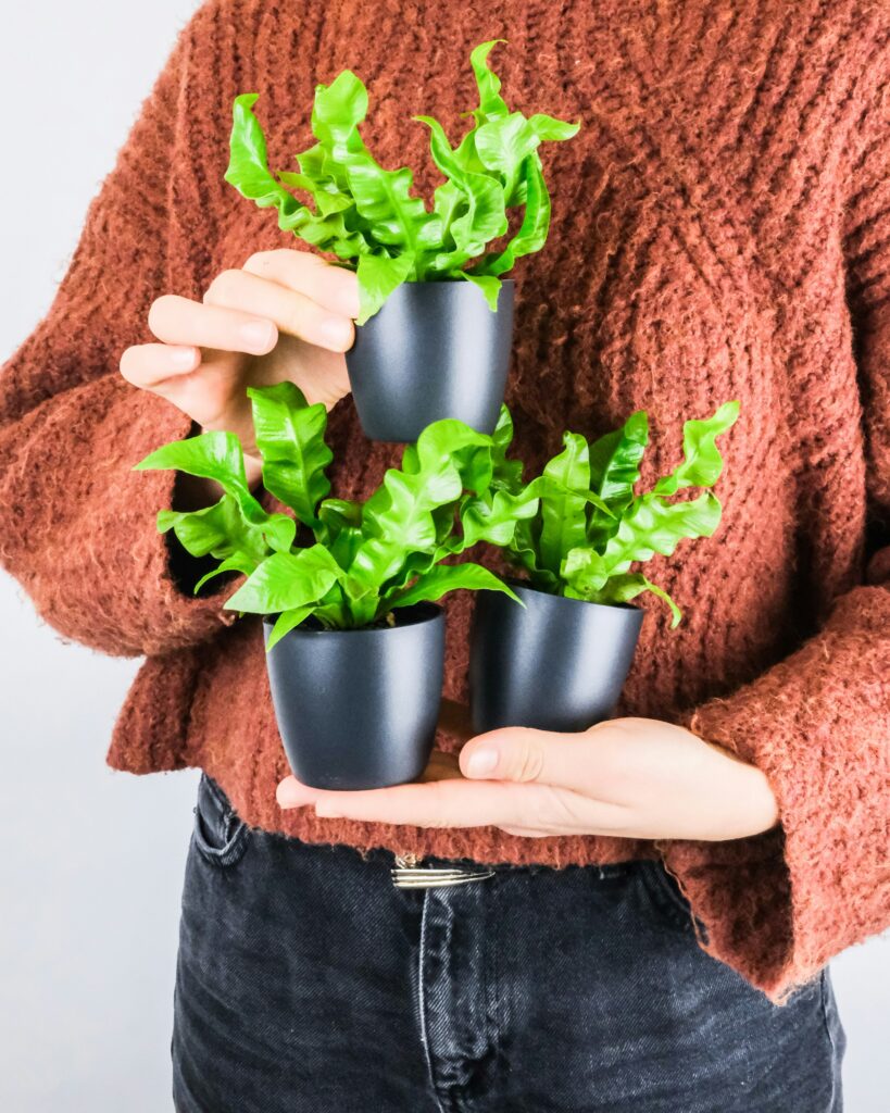 Asplenium Nidus
