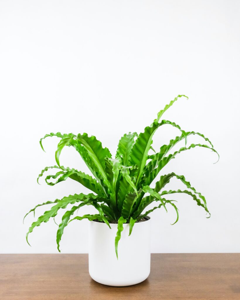 Bird's Nest Fern