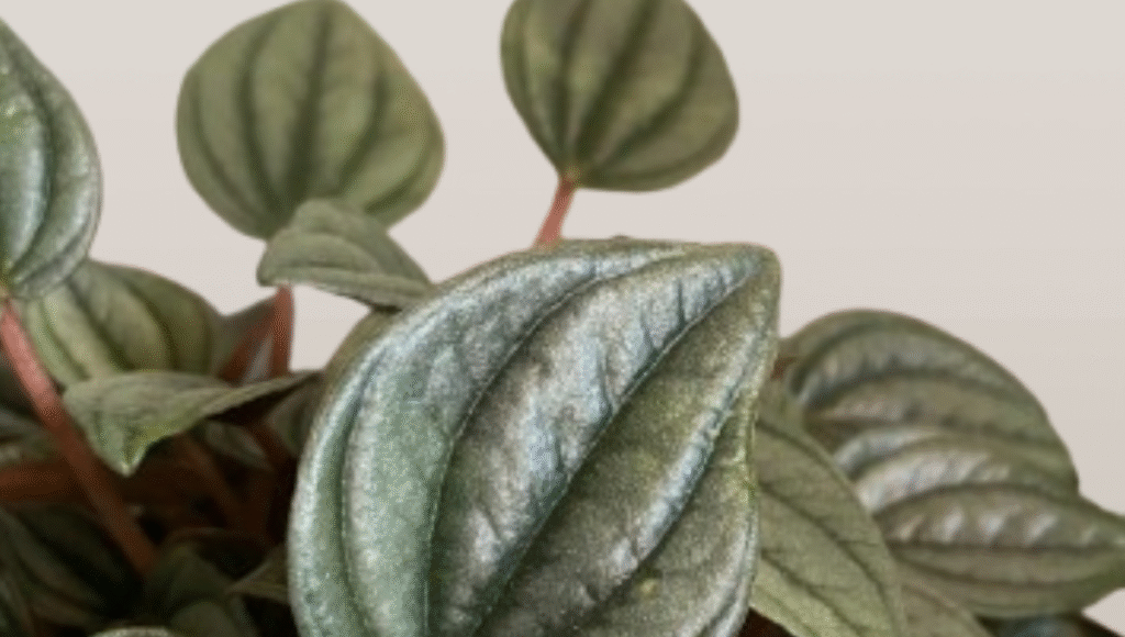 Peperomia