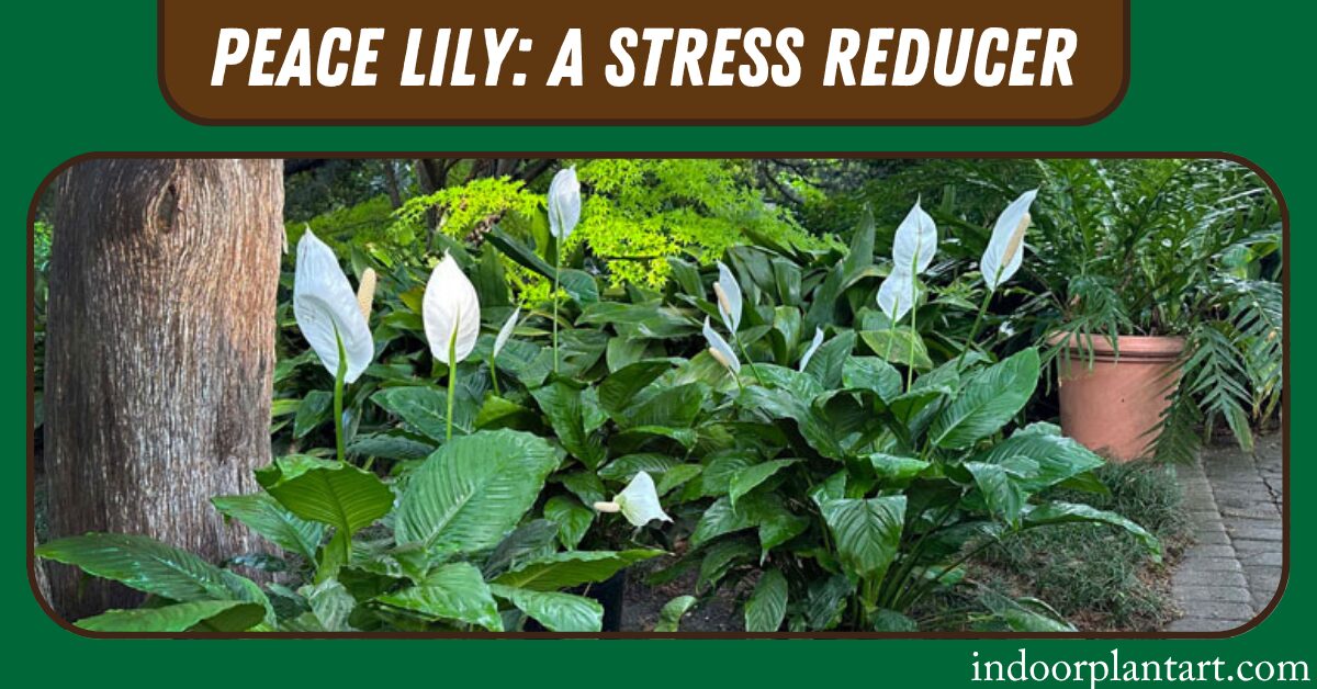 PEACE LILY_ A Stress Reducer