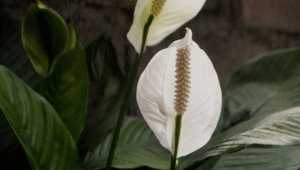 Peace Lily
