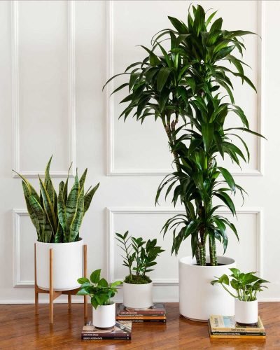 Air Purifier