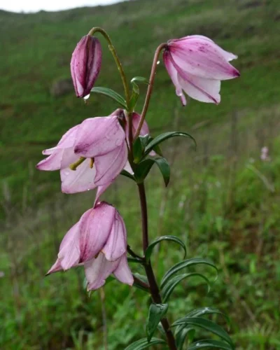 Endangered Species Plants